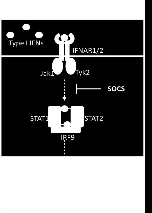 IFNAR on host cells resulting in the production of ISGs to create an antiviral state.