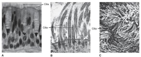 Figure 3-1 Cilia photographed under three different microscopes. Microscopes Checkpoints 3-1 What characteristics of life does a cell show? 3-2 Name three types of microscopes.