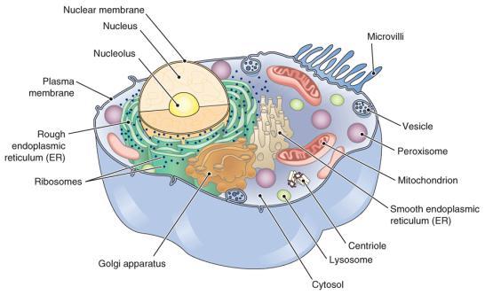 Describe the cytoplasm of the cell, including the name and function of the main organelles.