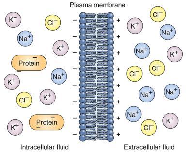 (components animation) Membrane potential The difference in electric charge on either side of the plasma membrane Ion concentrations are determined by Channels Pumps Membrane potential allows the