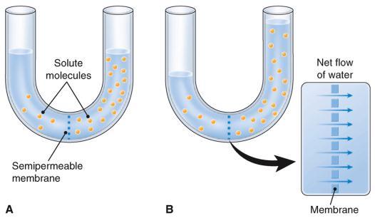 membrane Movement of lipidsoluble materials across plasma membrane Movement of glucose into cell Movement of water across plasma membrane Movement of solutes and