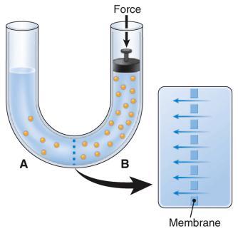 How would a change in the number of transporters affect a solute s movement by facilitated diffusion? Figure 3-8 A simple demonstration of osmosis.