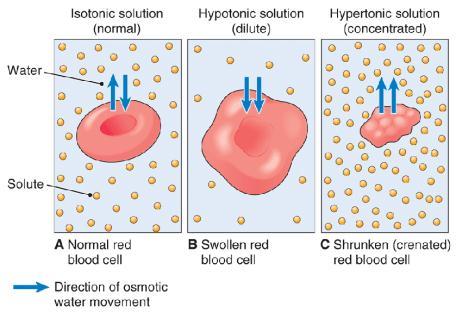 How Osmosis Affects Cells Another way to think about osmosis is in terms of solute concentration.