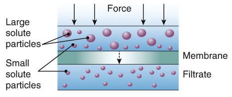 Has same solute concentration as cell Has lower solute concentration than cell Hypertonic Has higher solute concentration than cell 0.