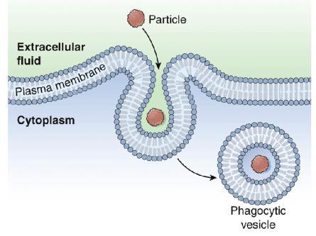 Figure 3-12 Phagocytosis. Figure 3-13 Exocytosis. What organelle would likely help to destroy a particle taken in by phagocytosis?