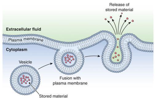 3-9 What term describes a fluid that is the same concentration as the intracellular fluid? What type of fluid is less concentrated? More concentrated?