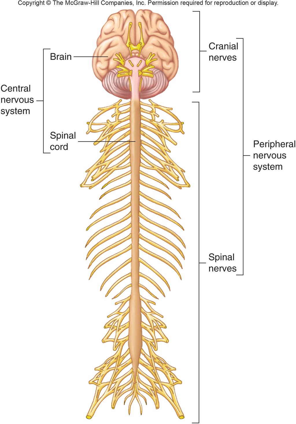 10/16/15 Divisions of Nervous System Nervous system divisions CNS PNS Sensory (in) Motor (out) Somatic Autonomic Sympathetic Parasympathetic Divisions of Nervous System Central nervous system (CNS)