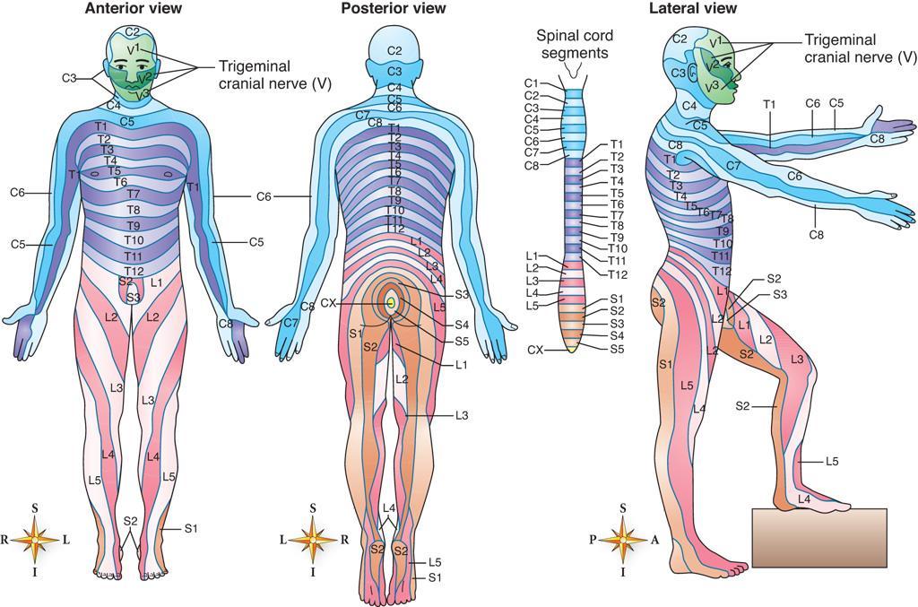 Peripheral Nervous System Spinal nerves: contain dendrites of sensory neurons and axons of motor neurons Conduct