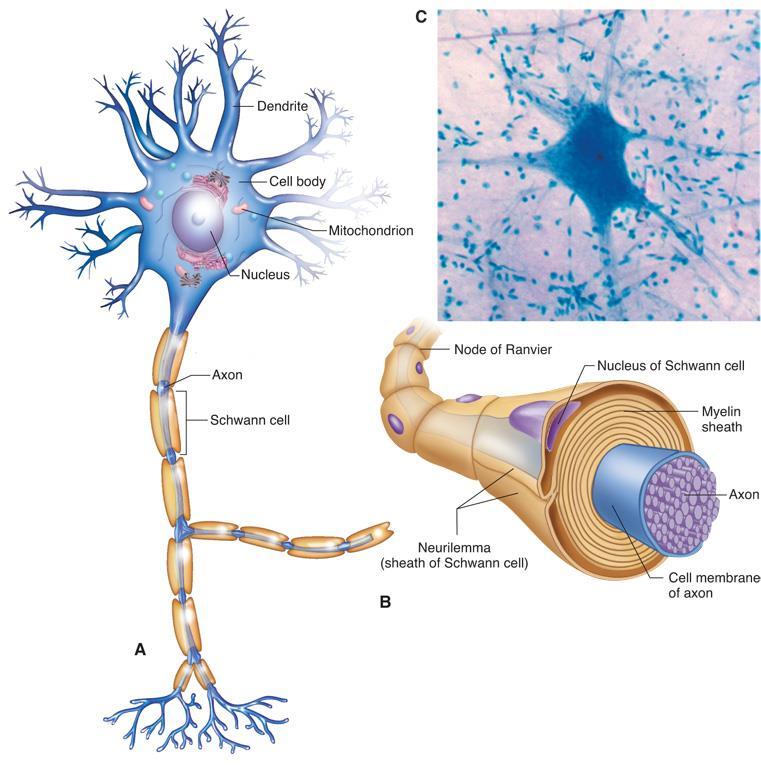 Neurons (nerve fibers) 1. Cell body: contains the nucleus, essential for the life of the neuron 2.