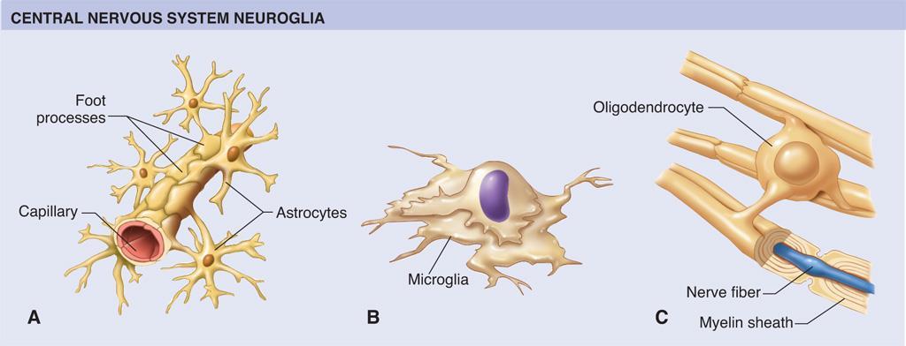 Glia (neuroglia) Support cells: bring cells of nervous tissue together structurally and functionally