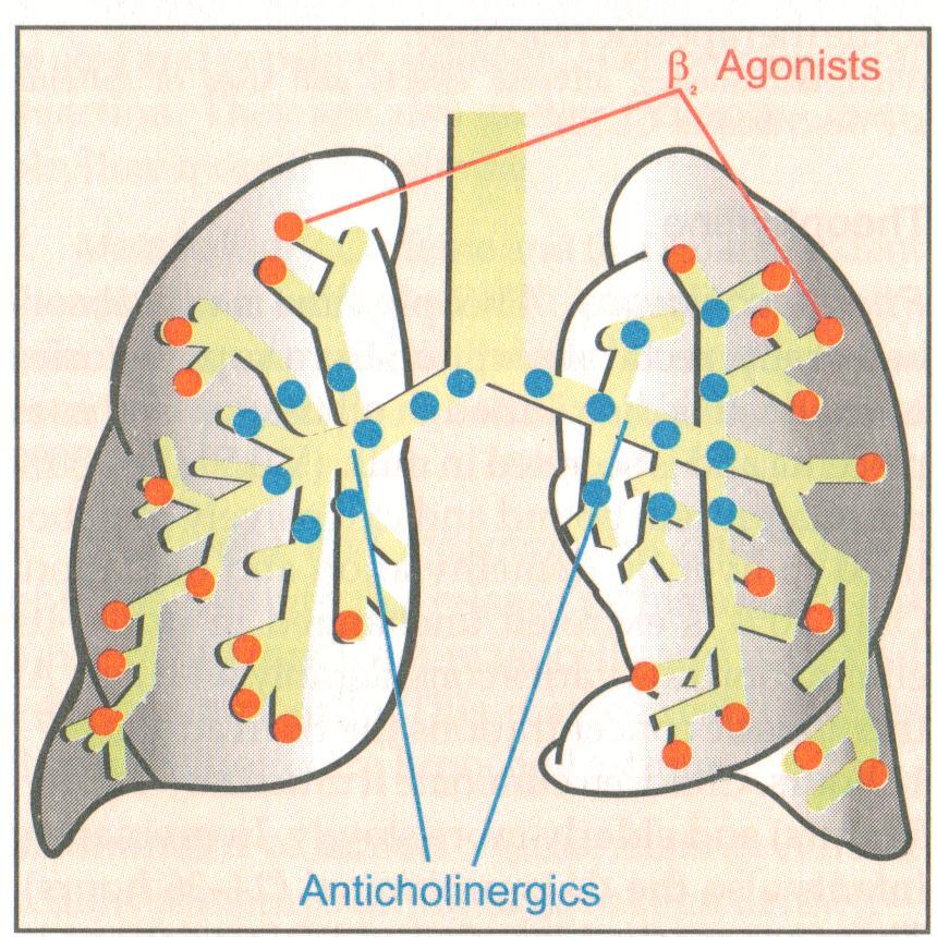Anticholinergics in asthma Ipratropium Tiotropium Primarily, the site of bronchodilation action of inhaled β 2 -adrenergic agonists is mainly