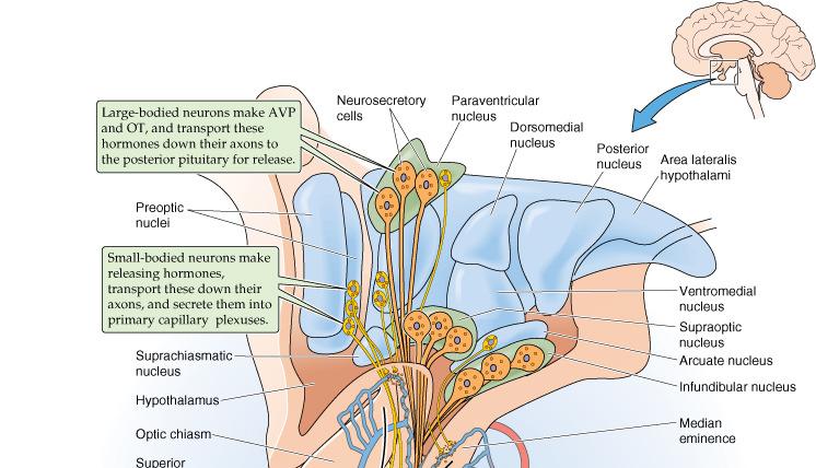 Ventromedial nuclei: satiety center (ablation: hyperphagia) Lateral area: hunger center (ablation: aphagia, starvation) Actions of transmitters applied locally to the hypothalamic areas ANOREXIGENIC