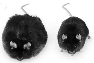 Leptin receptor (OB-Rb) deficient mouse: obesity, hyperphagia, hypoactivity ob/ob mutant (leptin deficient) wild type Feed-back