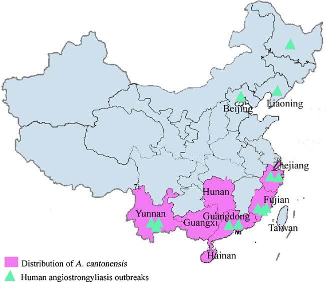 The distribution of A. cantonensis and its outbreaks in China. The endemic regions of A. cantonensis are marked as purple and the outbreaks of human A.