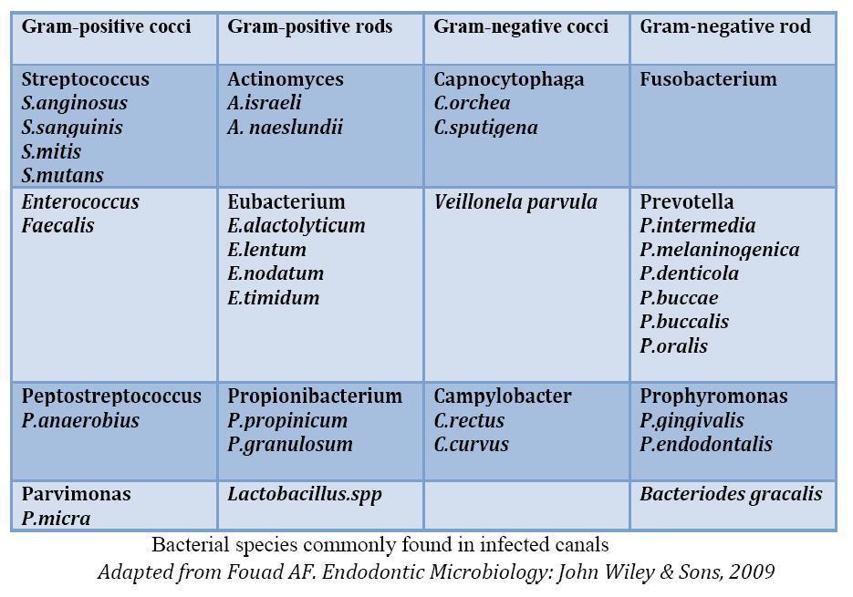 Microbial flora of the root canals Once the bacteria enters canal, it must utilize the available nutrient, cooperate or contend with other bacteria, battle the host defense mechanism before they can