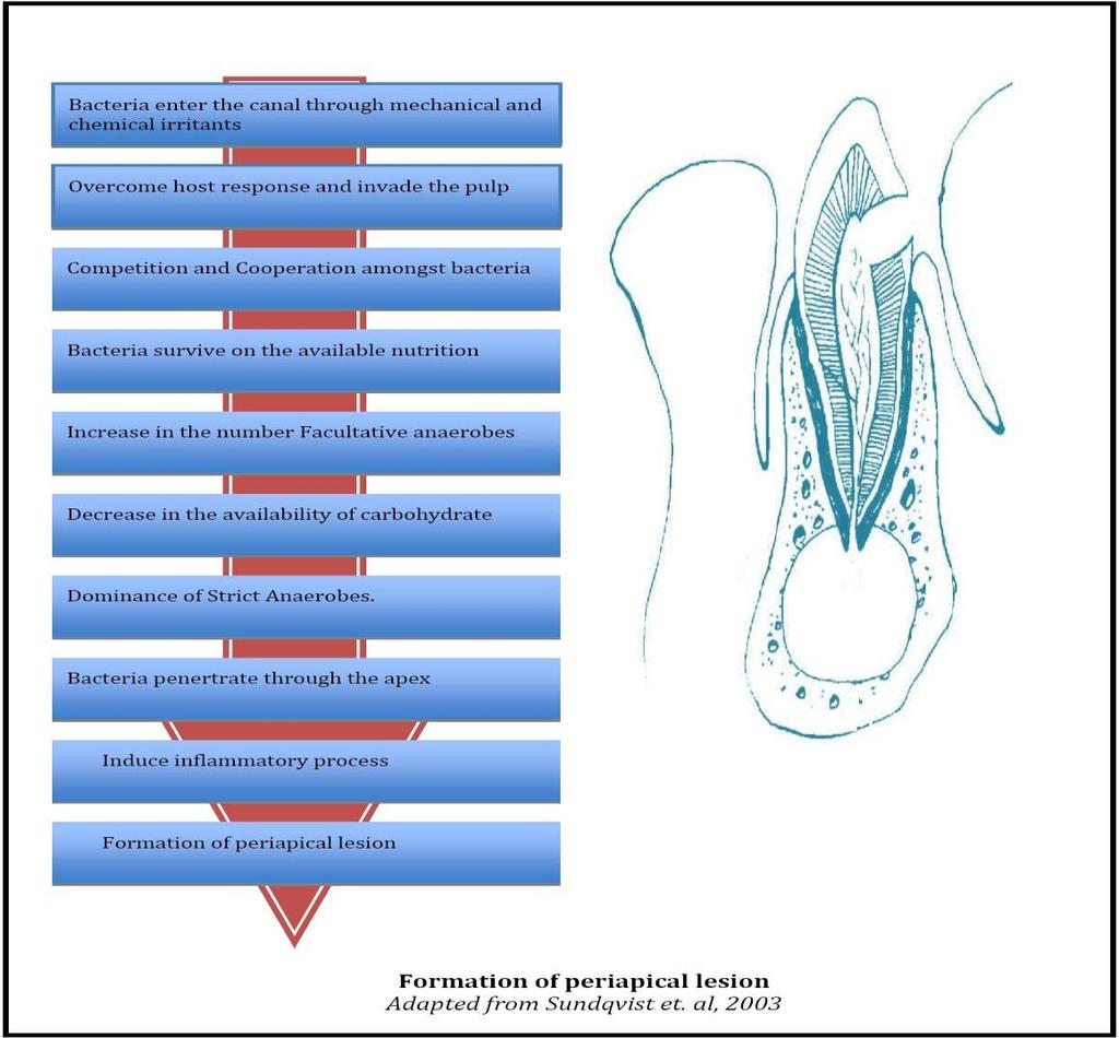 Summary of Microbial influence on the development of periapical disease References [1]. Love RM, Jenkinson HF. Invasion of Dentinal Tubules by Oral Bacteria.