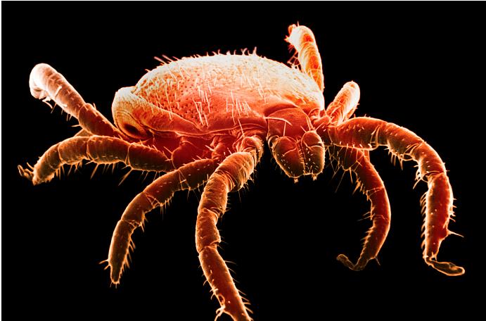 Definition Lyme disease is a bacterial infection caused primarily by the spirochete Borrelia burgdorferi in the US ( less commonly by B. mayonii in the upper mid West) and B.