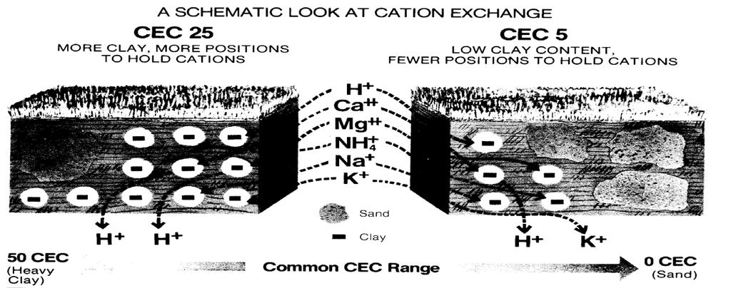 Cation Exchange Capacity (CEC): the amount of (-)
