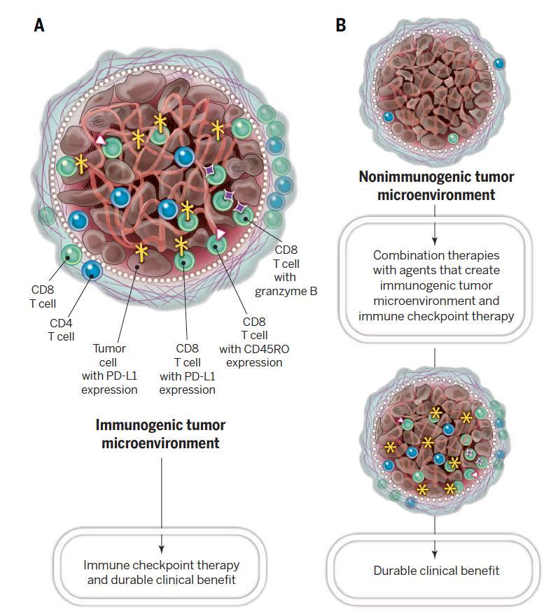 The Future of Checkpoint Inhibitor Therapy Creating an Immunogenic Tumor Microenvironment Vaccines + Checkpoint
