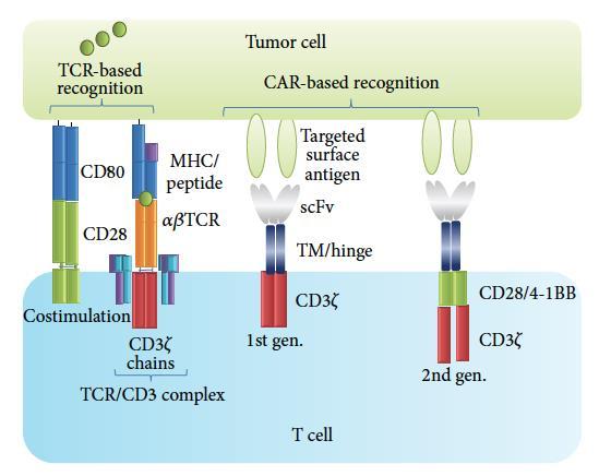 Structure of CAR T cells