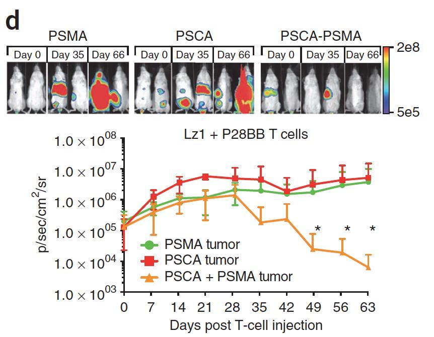 Dual PSCA-PSMA CAR T Cell