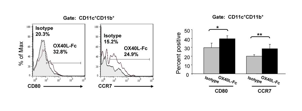 Appendix Figure 2. Up-regulation of CD80 and CCR7 expression on DC in the TDLN upon OX40L-Fc treatment.