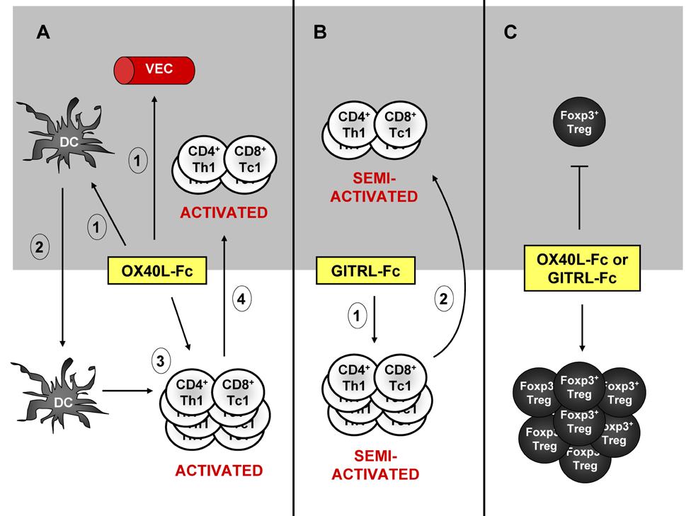 Figure 14. Pleiotropic and sequential effects of OX40L-Fc and GITRL-Fc treatment in tumor-bearing mice.