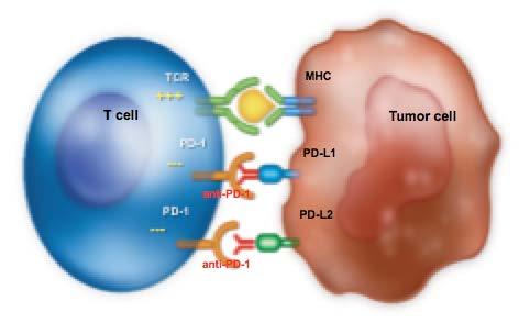 Mechanism of Action: PD-1 and PD-L1 antibodies
