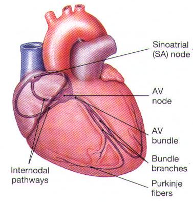 Electrical Potential of Your Heart Equipment: EKG MBL sensor, Electrode patches Background Information Heart muscle cells are polarized when at rest.