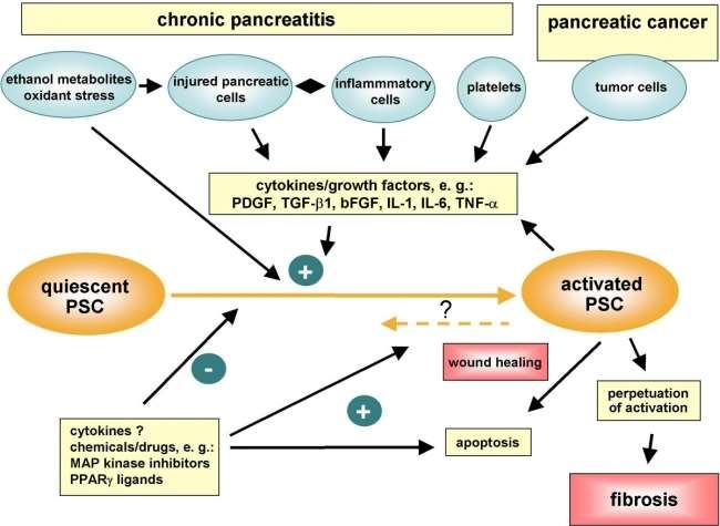 Mechanisms Chronic Pancreatitis http://www.diapedia.