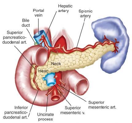 Normal Pancreatic