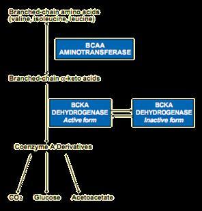 BCAA Metabolism Step 1: Transamination Step 2: