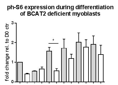 Myoblasts transfected with BCAT2 sirna showed no ability to differentiate over 5 days, as indicated by the absence of myotube formation. A visible loss in cell number was also observed at D1 and D2.