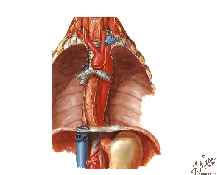 Branches of descending thoracic aorta Intercostal Bronchial Pericardial Oesophageal Netter, F.H.