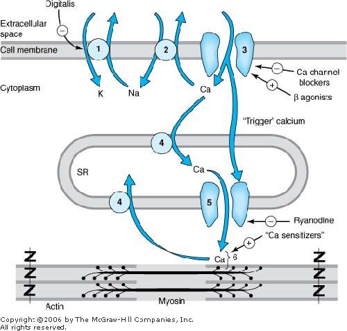 Schematic diagram of a cardiac muscle sarcomere, with sites of action of several drugs that alter contractility (numbered structures). Site 1 is Na+/K+ ATPase, the sodium pump.