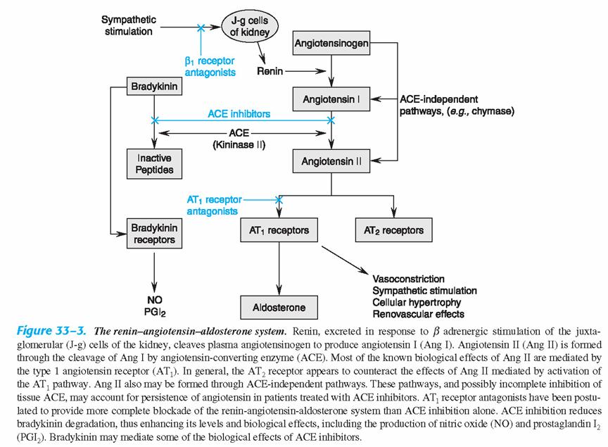 Pathophysiology of CHF IV Excessive beta activation can lead to leakage of calcium from the sarcoplasmic reticulum via RyR2 channels and contributes to stiffening of the ventricles and arrhythmias.