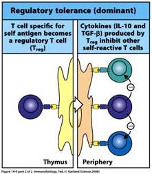 Regulatory T cells (Tregs) Regulatory T Cells (Tregs) CD4 + CD25 + FoxP3 + Suppresses pathogen mediated inflammation Inhibits