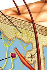 Cutaneous Nerve Endings Note that the nerve endings are not exposed to the environment.