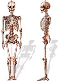The spine attempts to keep the body s weight balanced evenly over the pelvis.