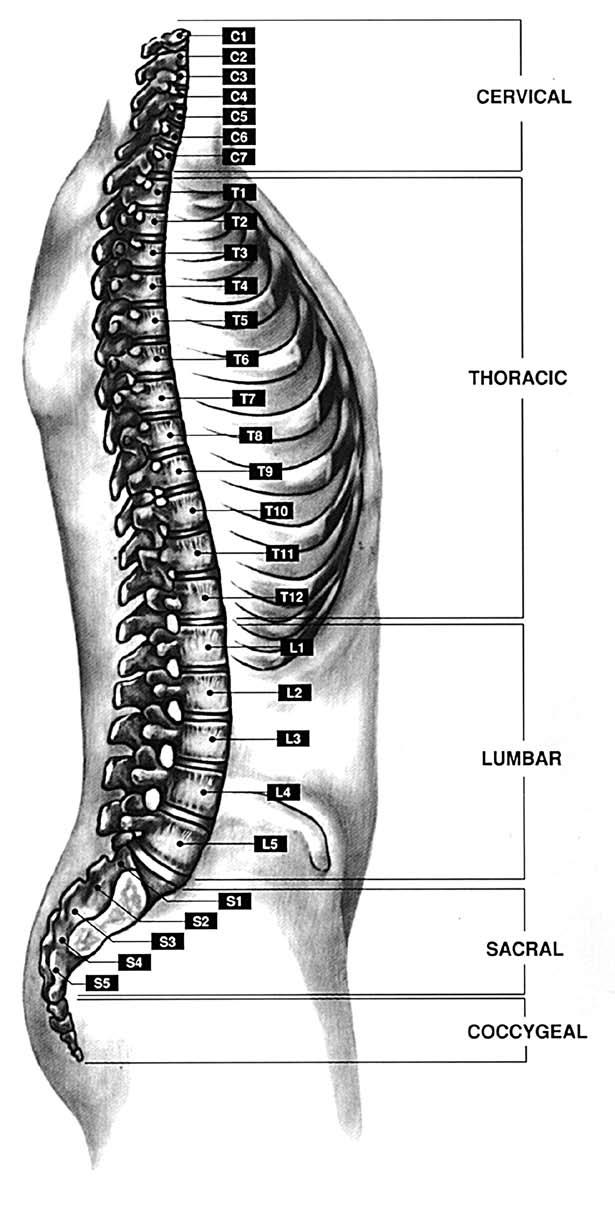 Regions of the Spine There are 33 vertebrae in the spine. The illustration is a lateral (side) view of a normal spine and it shows the locations of the five major spinal levels.