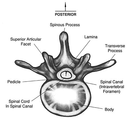 intervertebral disc through a Wiltse incision Wiltse Incision Approach in