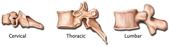 Vertebrae Although the vertebrae have slightly different appearances as they range from the cervical spine to the lumbar spine,