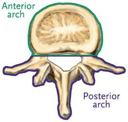 The spinal cord passes through the foramen of each vertebra. The anterior arch is called the vertebral body.