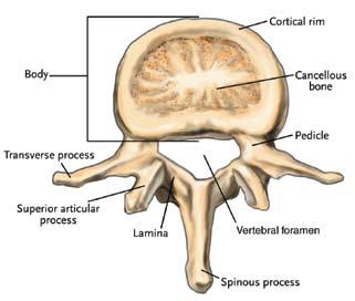 The pedicles are two short cylinders of bone that extend from the vertebral body.