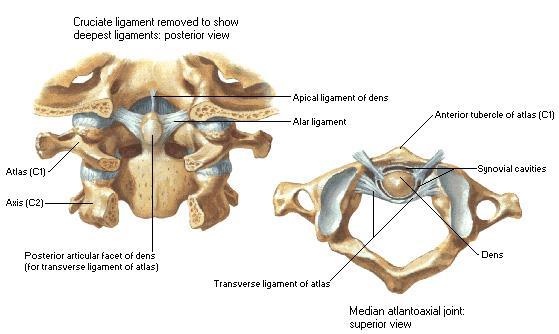 Craniocervical Ligaments (With a