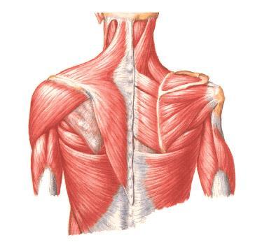 Trapezius Upper Fibers Recall that the trapezius also acts on the cervical region Attachments External occipital protuberance (EOP), medial 1/3 rd of the superior nucal line, nucal ligament, spinous