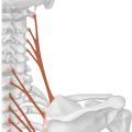 Levator Scapula Recall that the levator scapula also acts on the neck Attachments Transverse processes of C1 through C4 to the medial border of the scapula from the root of the spine to the superior