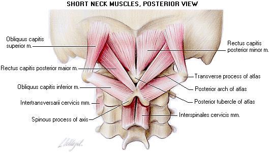 Suboccipital Muscles These muscles include Oblique capitis inferior Oblique capitis superior