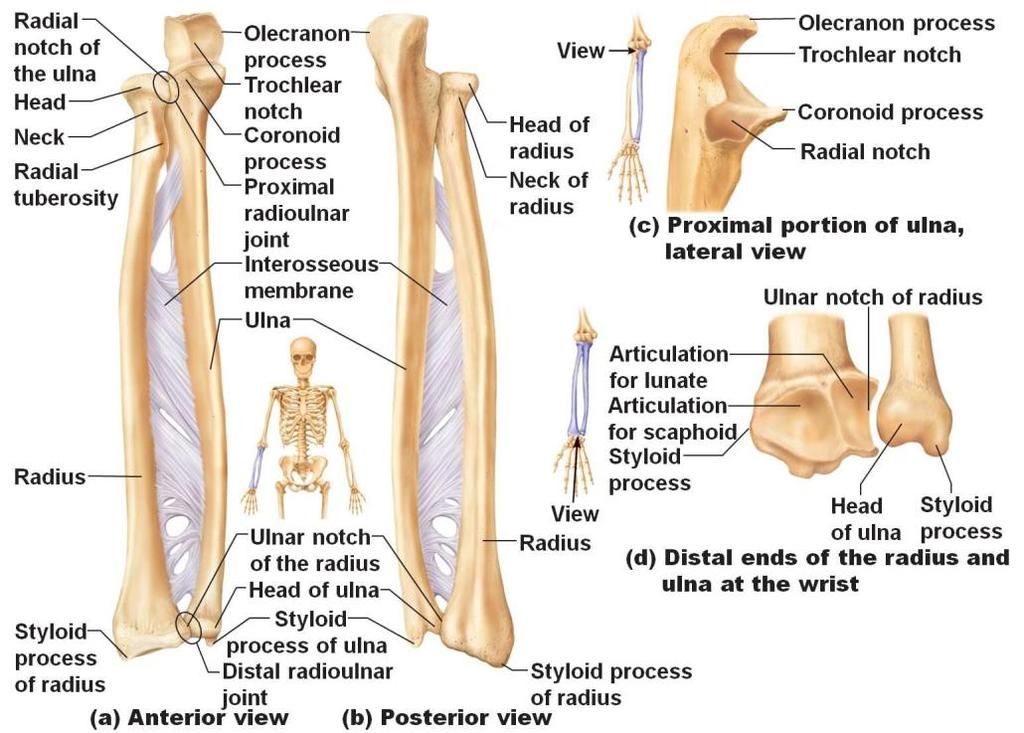 Bnes and Prcesses t Knw Page 11 f 19 Upper Limb: Head f Humerus Anatmical neck Diaphysis Greater Tubercle Lesser Tubercle Deltid Tubersity Cranid Fssa Medial Epicndyle Lateral Epicndyle Capitulum