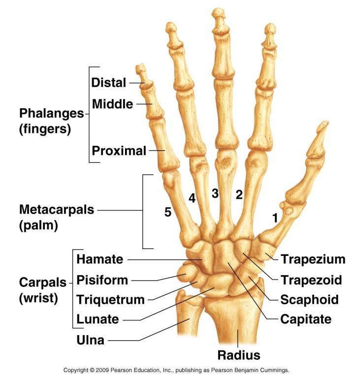 Bnes and Prcesses t Knw Page 12 f 19 Wrist and Hand: Carpals (8) Metacarpals (5) Phalanges